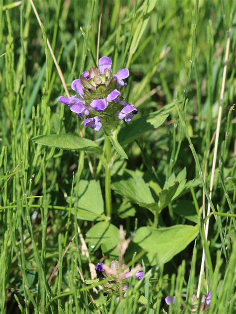 Artenseite Prunella Vulgaris Kleine Braunelle Bochumer Botanischer