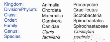 VMCB 121 LEC TOPIC 4 Bacterial Taxonomy Flashcards Quizlet