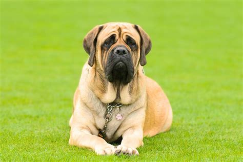 10 Best Giant Guard Dog Breeds You Can Trust!