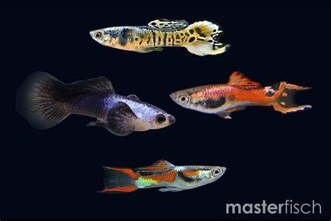 Guppy Endler Mixed Poecilia Wingei Masterfisch