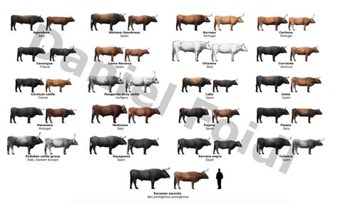 20 Different Primitive Cattle Breeds By Daniel Foidl Cows