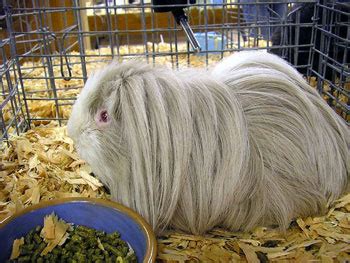 Silkie Guinea Pig: The Animal Files