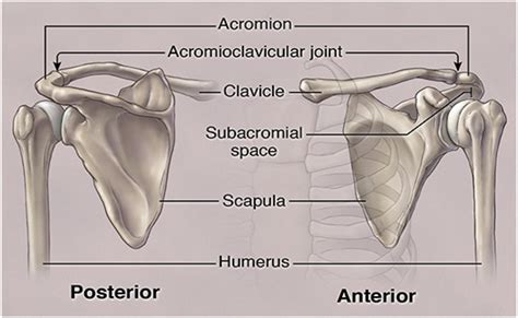 Clinical Examination Of The Shoulder Nejm