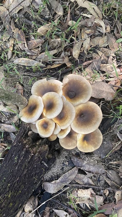 Ghost Fungus From Seven Mile Beach National Park Gerroa NSW AU On