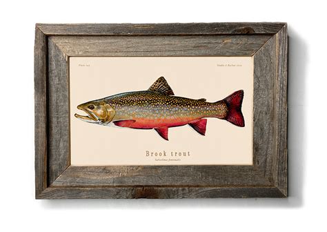 Freshwater Fish Art Brook Trout Fish Illustration Painting Prints