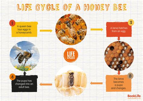 Life Cycle of a Honey Bee Poster | BookLife