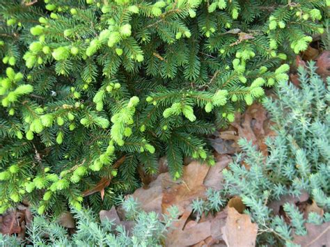 Picea Abies Pumila Pumila Norway Spruce North Carolina Extension