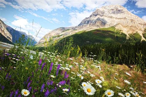 Field of daisies and wild flowers ⬇ Stock Photo, Image by © Sandralise #6536872