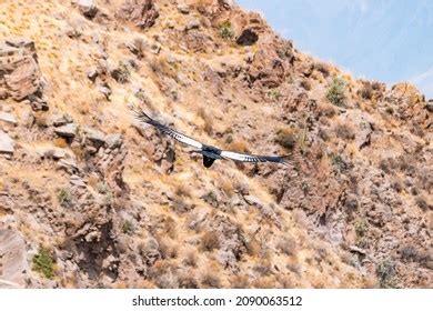 Soaring Andean Condor Over Colca Canyon Stock Photo