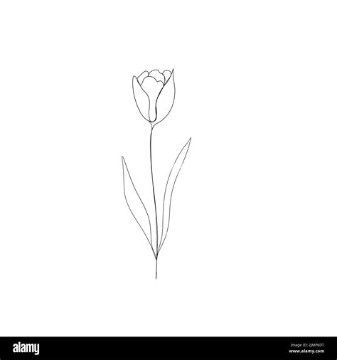 Tulip Flower Continuous Line Drawing One Line Art Editable Line