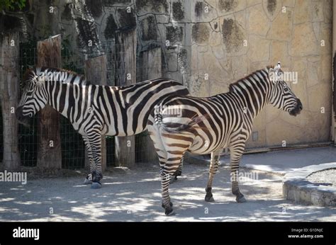 Grant's Zebras at San Antonio Zoo San Antonio Texas Stock Photo - Alamy