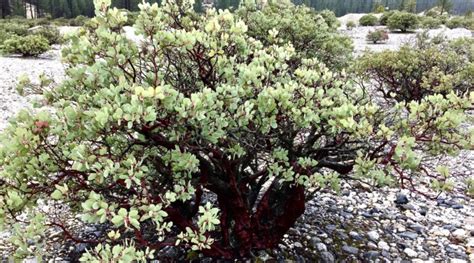 How to Plant, Grow, and Care for Manzanita