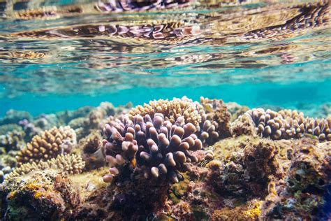 Qu Aportan Los Arrecifes De Coral