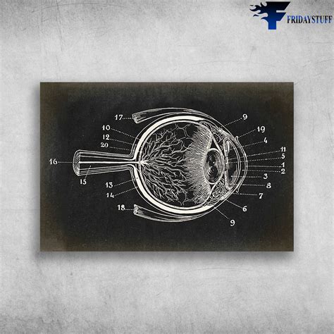 Optometry Optometrist Community Human Eye Anatomy - FridayStuff