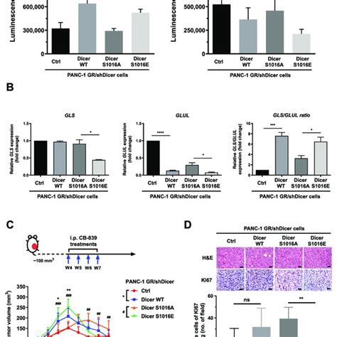 Schematic Model Illustrating The Upregulation Of Glutamine Metabolism Download Scientific