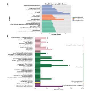 GO And KEGG Analyses For The Candidate Genes Identified By GWAS A GO