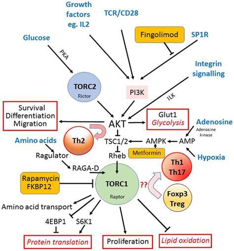 Frontiers Nutrient Sensing Via Mtor In T Cells Maintains A