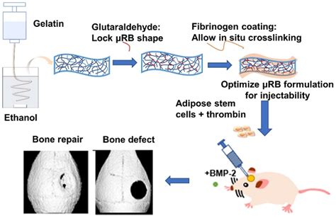 Injectable And In Situ Crosslinkable Gelatin Microribbon Hydrogels For