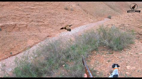 Chasse Perdrix avec chien d arrêt Saison 2023 Partridge Hunting YouTube