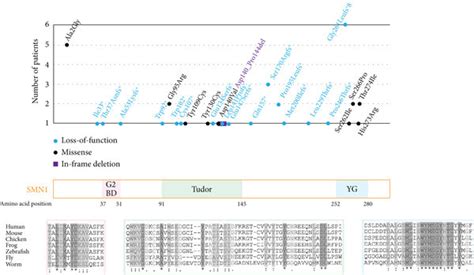 of SMN1 variants. The SMN1 protein is depicted above with multispecies ...