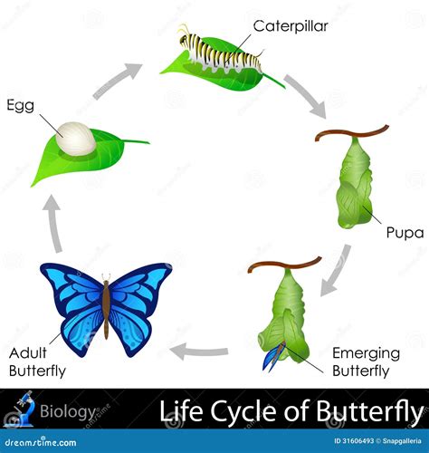 Life Cycle Of A Butterfly Stages | gonzaleschurchofchrist.org