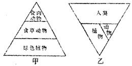 如图甲为自然生态系统的生态金字塔 乙为城市生态系统的生态金字塔以下解释不符合客观事实的是 A甲图表示能量流动的途径是绿色植物食草动物