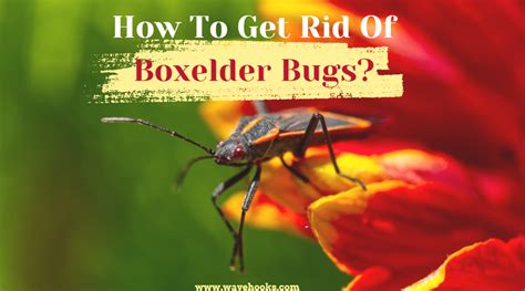 How To Get Rid Of Boxelder Bugs 24 Special Ways To Treat Them