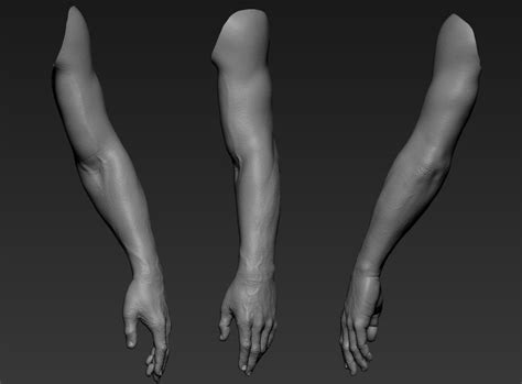 3d Hand Zbrush Body Anatomy Zbrush Anatomy Arm Anatomy