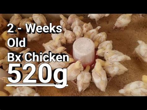 Arbor Acres Broiler Chicken Breeds at week 2 - Cost of Raising 100 ...