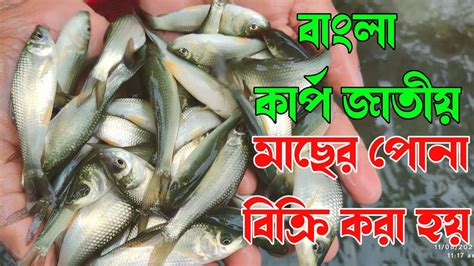 G3 রুই কাতলা মাছের পোনা 01766059512 শীতেকালে বাংলা কার্প মাছ চাষ