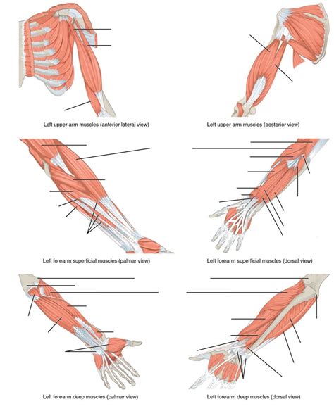 Muscles That Move The Forearm Diagram Quizlet