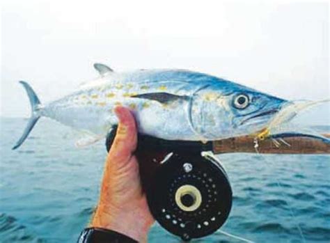 Saltwater Fly Fishing - Coastal Angler & The Angler Magazine