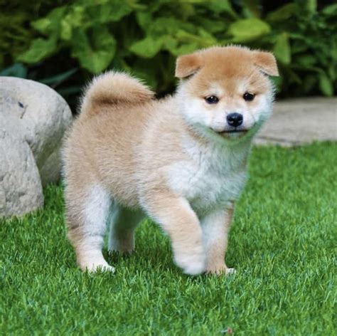 Shiba Inu Teacup Breeder Home