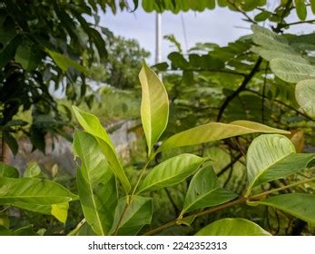 Syzygium Polyanthum Leaves Tropical Nature Kalimantan Stock Photo 2242352313 | Shutterstock