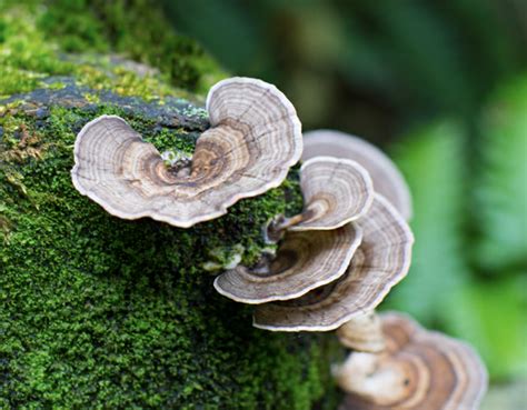 Ultimate Guide To Turkey Tail Mushrooms