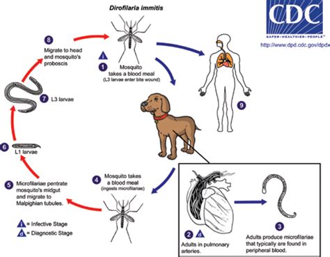 Importance of Heartworm Prevention in Dogs and Cats