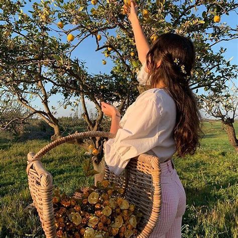 A Woman Picking Apples From An Apple Tree With Her Hand In The Basket