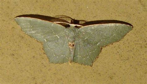 Angle Winged Emerald Moth Hodges 7075 Chloropteryx Tepperaria