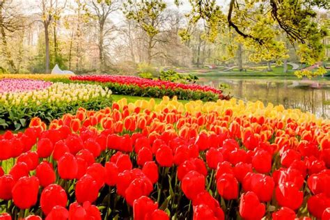 The BEST Lisse Tours and Things to Do in 2022 - FREE Cancellation ...