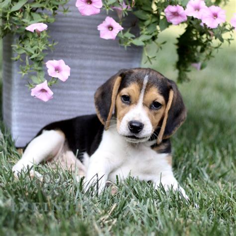 Beagle Puppies for Sale - Find Beagles for Adoption Online Today! | VIP ...