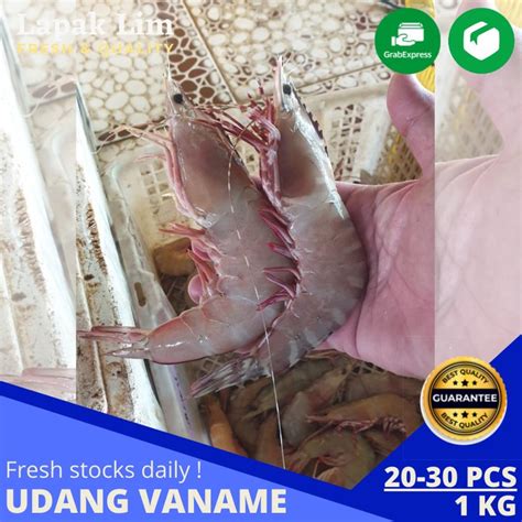 Jual Udang Panami Fresh Udang Vannamei Segar No Frozen Kg