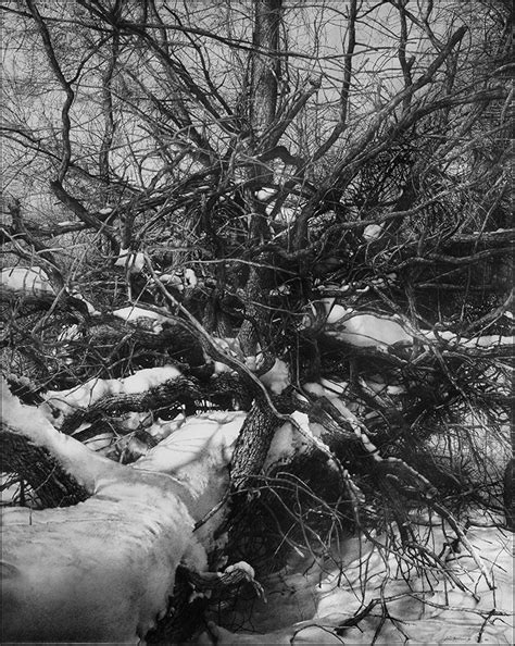 Fotorealistic Pencil Drawing Of Fallen Trees By Armin Mersmann From