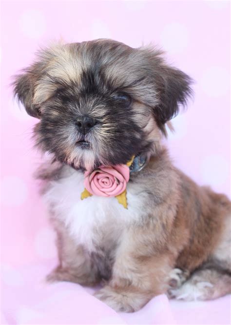 Morkie Poo Puppies For Sale In Florida | PeepsBurgh.Com