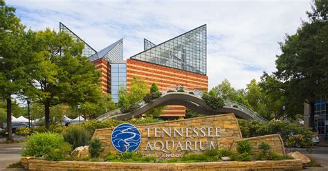 What City Is The Tennessee Aquarium In - Aquarium Views