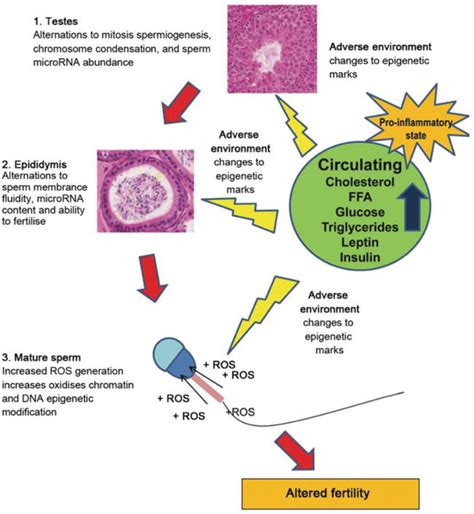 Reproductive Consequences Of Obesity Intechopen