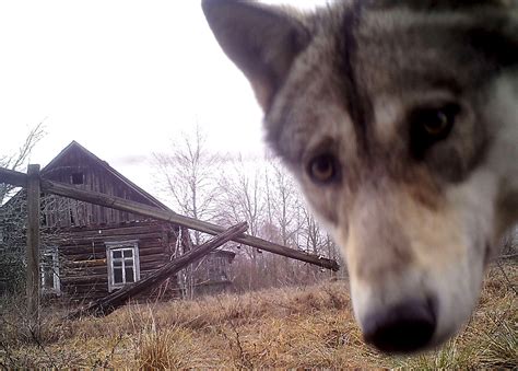 Chernobyl - Wilderness regained - Wildlife flourishes in Chernobyl ...