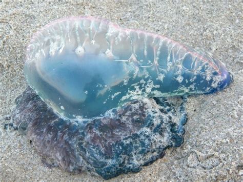 Man-of-War Jellyfish Appearing on Melbourne Beach, Florida | Blog The Beach