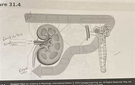 Re 31 4 Elizabeth Mack Co Anatomy Physiology International Edition