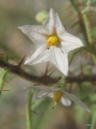 Solanum Bumeliifolium · Inaturalist Mexico