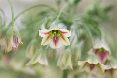 Nectar-Rich Plants to Grow | BBC Gardeners World Magazine